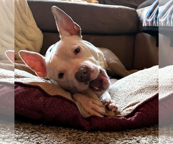 Medium Photo #2 American Pit Bull Terrier Puppy For Sale in Fargo, ND, USA
