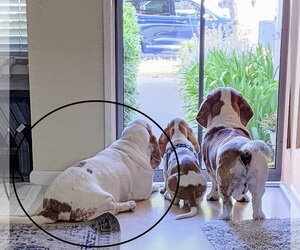 Buzz - Male Basset Hound Dog for Adoption - Photo #6