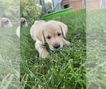 Small Photo #3 Labrador Retriever Puppy For Sale in IOWA CITY, IA, USA