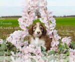 Puppy Ivy Bordoodle