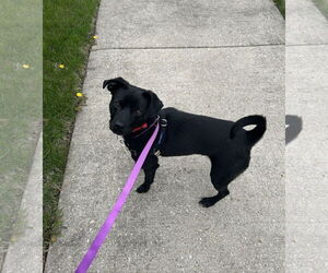 Beagle-Unknown Mix Dogs for adoption in Plainfield, IL, USA