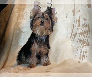Yorkshire Terrier Puppy for sale in ROANOKE, VA, USA