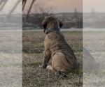 Small #6 Mastiff-Pyrenean Mastiff Mix