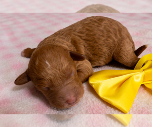 Goldendoodle (Miniature) Puppy for sale in ROY, UT, USA