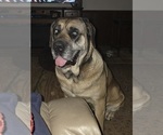 Small Photo #1 Cane Corso Puppy For Sale in WALTERBORO, SC, USA