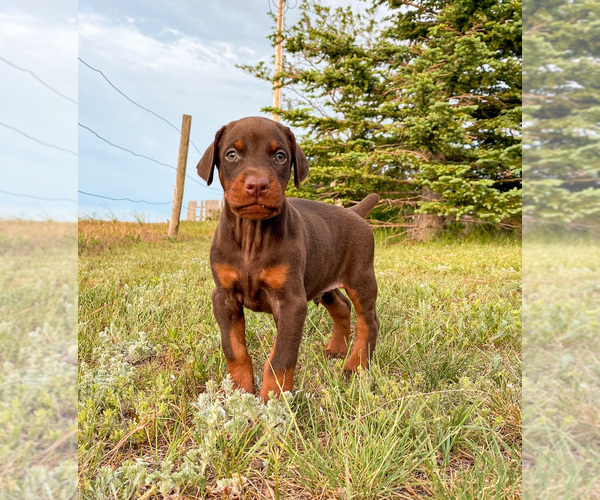 Medium Photo #19 Doberman Pinscher Puppy For Sale in CHEYENNE, WY, USA