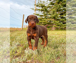 Small Photo #19 Doberman Pinscher Puppy For Sale in CHEYENNE, WY, USA
