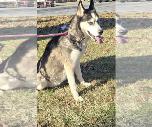 Medium Photo #3 Siberian Husky Puppy For Sale in Rustburg, VA, USA