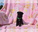 Small Photo #3 Pug-A-Poo Puppy For Sale in MECHANICSVILLE, MD, USA
