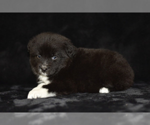 Miniature Australian Shepherd Puppy for sale in EASTON, MO, USA