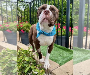 Rowan - Male American Pit Bull Terrier-Unknown Mix Dog for Adoption - Photo #13