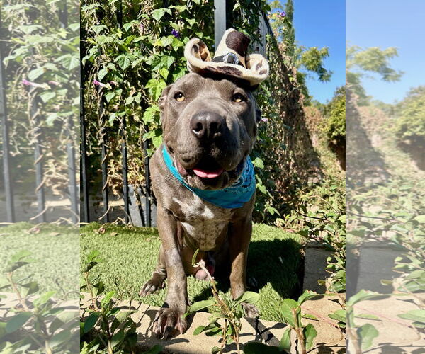 Medium Photo #11 American Pit Bull Terrier-Chinese Shar-Pei Mix Puppy For Sale in Redlands, CA, USA