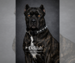 Small Photo #1 Cane Corso Puppy For Sale in BANGS, TX, USA
