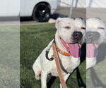 Small #5 American Staffordshire Terrier
