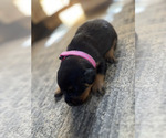 Small #7 Rottweiler