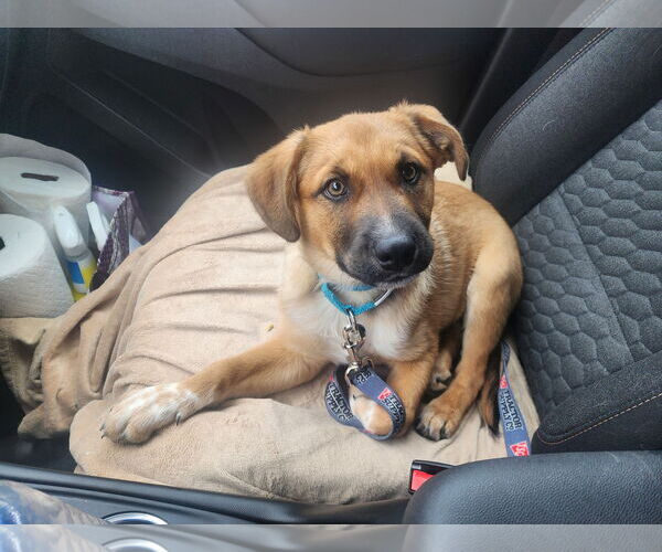 Medium Photo #1 Mutt Puppy For Sale in Marine City, MI, USA