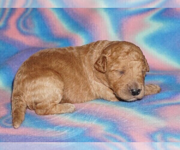 Medium Photo #4 Miniature Labradoodle Puppy For Sale in LA HABRA, CA, USA