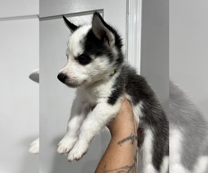 Siberian Husky Puppy for sale in MIDDLE RIVER, MD, USA