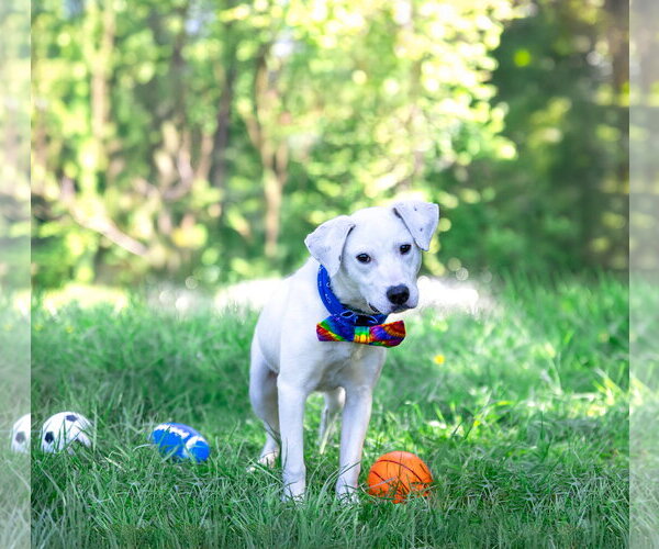 Medium Photo #5 Labrador Retriever-Unknown Mix Puppy For Sale in Unionville, PA, USA