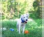 Small #4 Labrador Retriever Mix