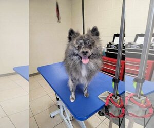 Pomeranian Dogs for adoption in Sandy, UT, USA