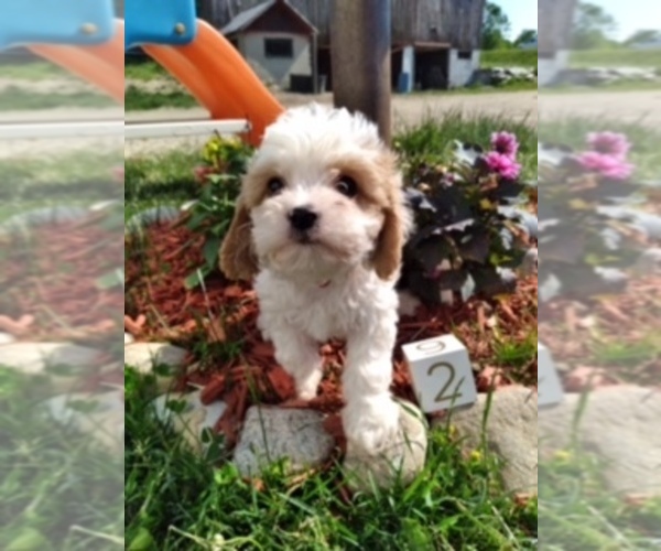 Medium Photo #1 Cavachon Puppy For Sale in SCOTTVILLE, MI, USA