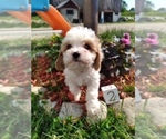 Small Photo #1 Cavachon Puppy For Sale in SCOTTVILLE, MI, USA