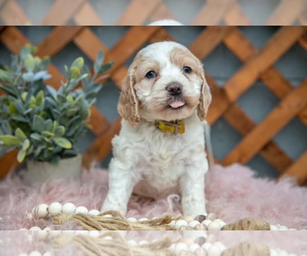 Medium Photo #12 Cock-A-Poo Puppy For Sale in MILLERSBURG, OH, USA