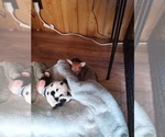 Small #6 Chihuahua
