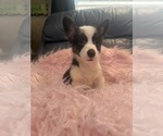 Small #1 Pembroke Welsh Corgi