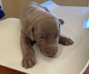 Doberman Pinscher Puppy for sale in PECK, KS, USA
