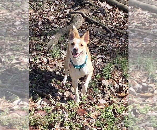 Medium Photo #3 - Mix Puppy For Sale in Arlington, VA, USA