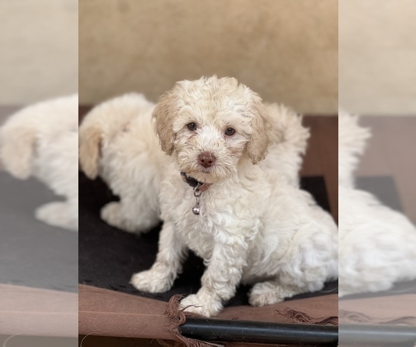 Medium Photo #3 Poodle (Miniature) Puppy For Sale in MONTECITO, CA, USA