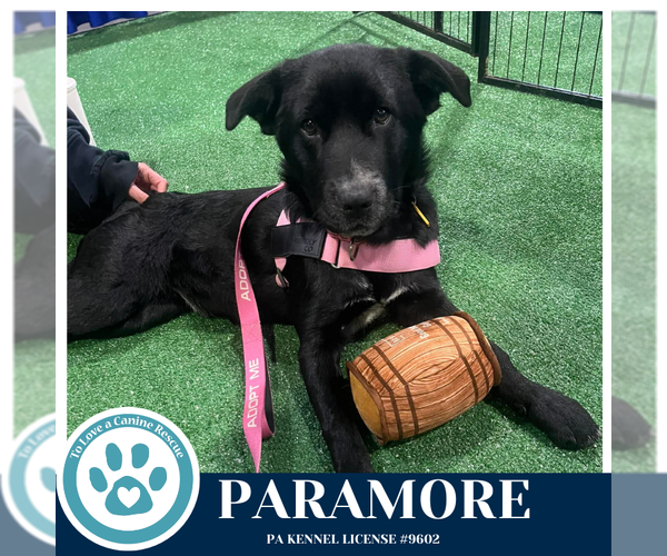 Medium Photo #20 Border Collie-Unknown Mix Puppy For Sale in Kimberton, PA, USA