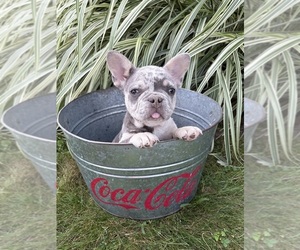 French Bulldog Puppy for sale in MIDDLEBURY, IN, USA