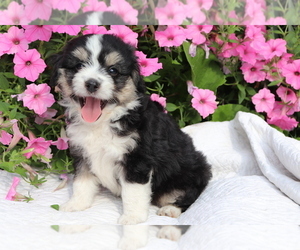 Aussie-Poo Puppy for sale in SHILOH, OH, USA