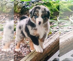 Australian Shepherd Puppy for Sale in HOUSTON, Texas USA
