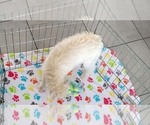 Small #6 Schnoodle (Miniature)
