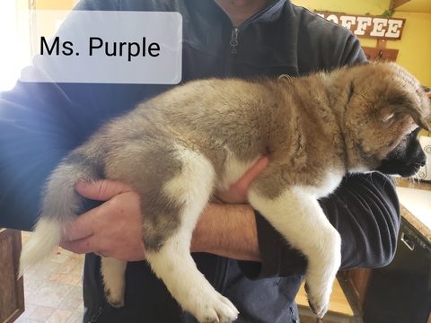 Medium Photo #3 Akita Puppy For Sale in HUTCHINSON, MN, USA