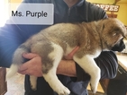 Small Photo #3 Akita Puppy For Sale in HUTCHINSON, MN, USA