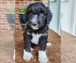 Small #1 Aussiedoodle