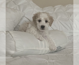 Maltipoo (Miniature) Puppy for sale in BAYTOWN, TX, USA