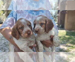 Brittany Puppy for sale in FORT MC COY, FL, USA
