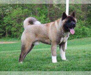 Father of the Akita puppies born on 09/03/2023
