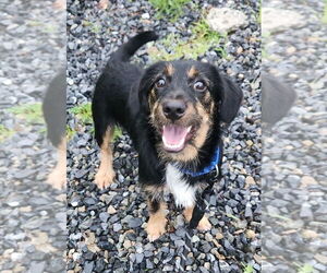 Dachshund-Unknown Mix Dogs for adoption in Walnutport, PA, USA