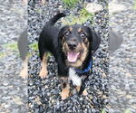 Small Dachshund Mix