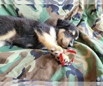 Small Photo #5 Goberian Puppy For Sale in APPLE VALLEY, CA, USA