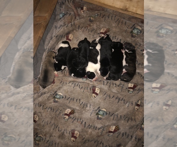 Medium Photo #9 American Pit Bull Terrier-Bullmastiff Mix Puppy For Sale in PINEBLUFF, NC, USA
