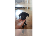 Small #1 Labrador Retriever Mix