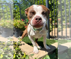 Daisy - Male American Boston Bull Terrier Dog for Adoption - Photo #6